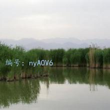Ѷ