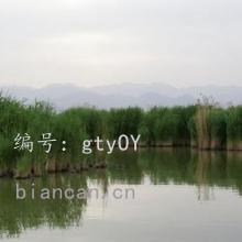 λ